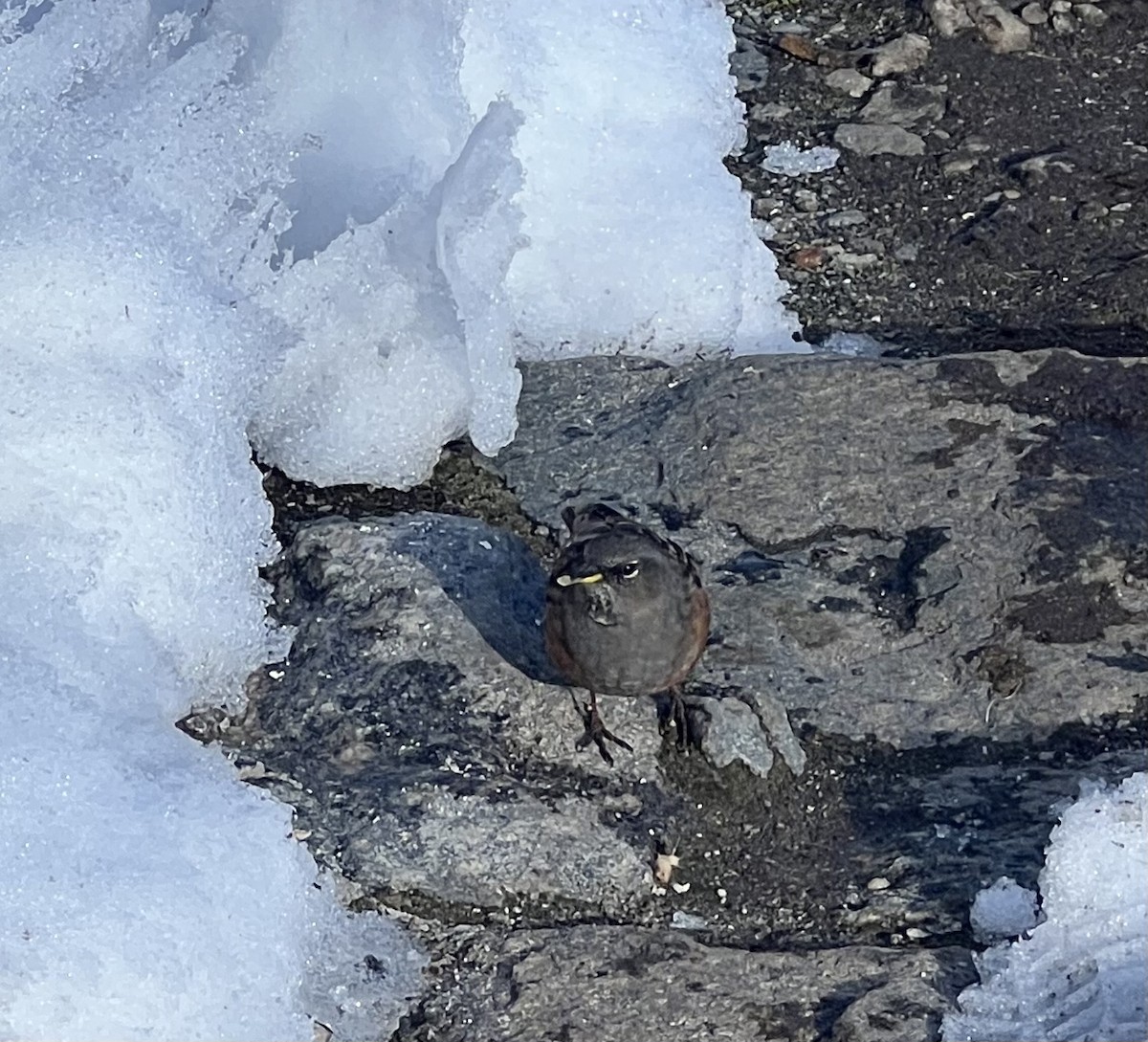 Alpine Accentor - ML644260370