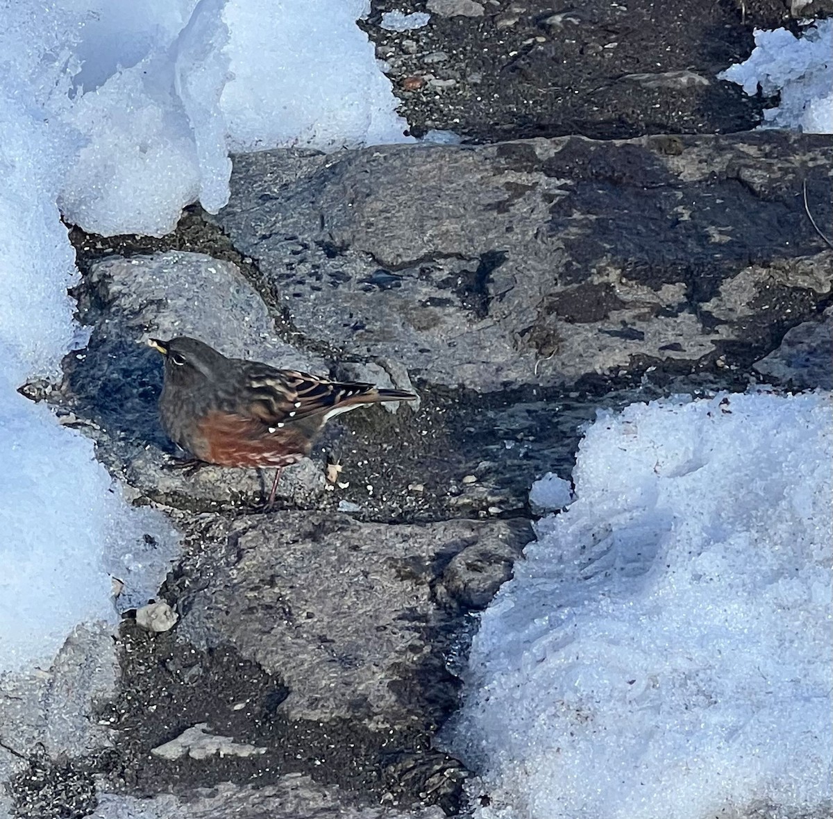 Alpine Accentor - ML644260371