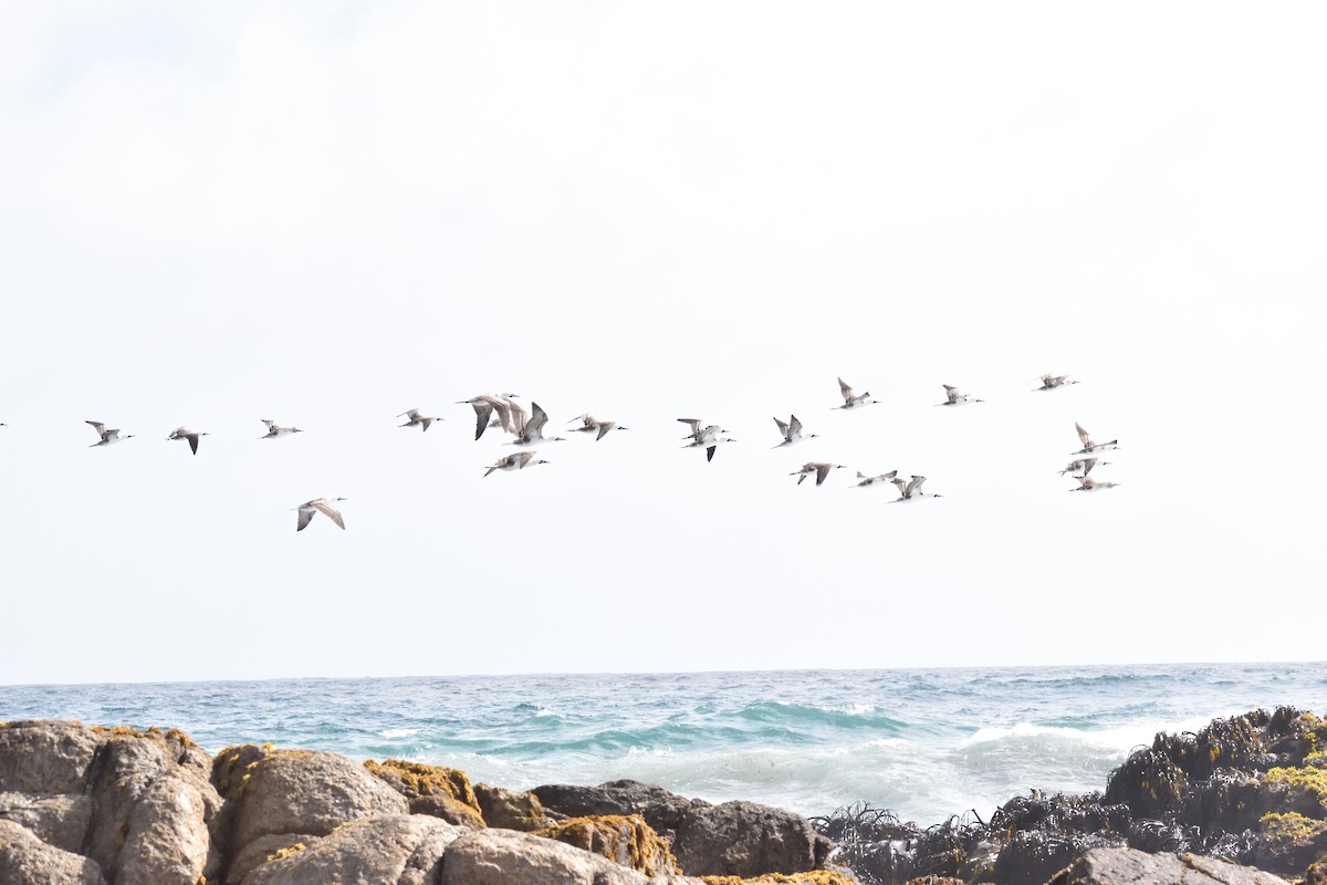 Fou varié - ML644260380