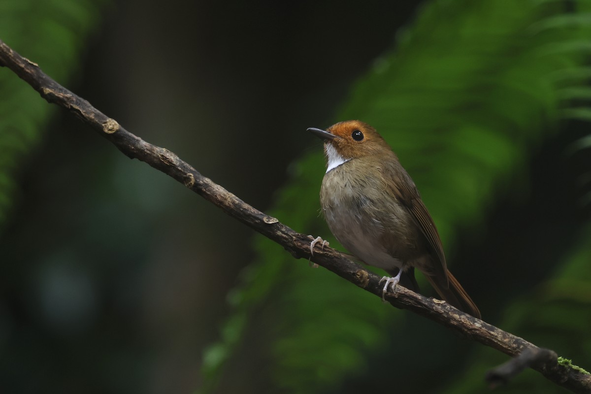Rufous-browed Flycatcher - ML644260391
