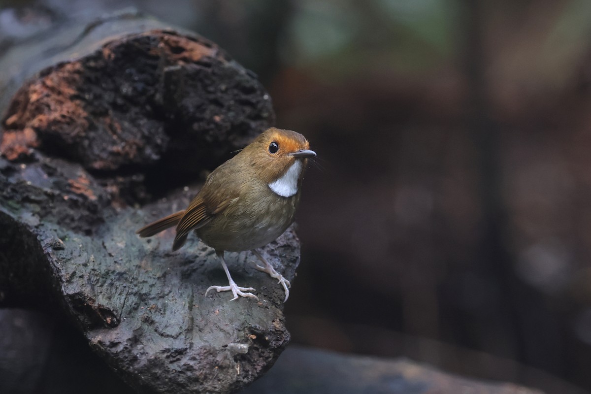 Rufous-browed Flycatcher - ML644260392