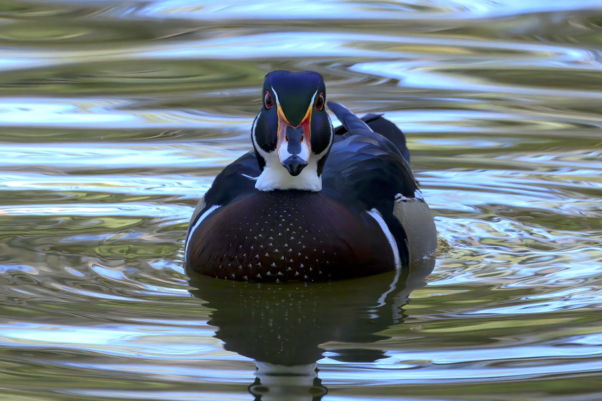 Brautente - ML644260394