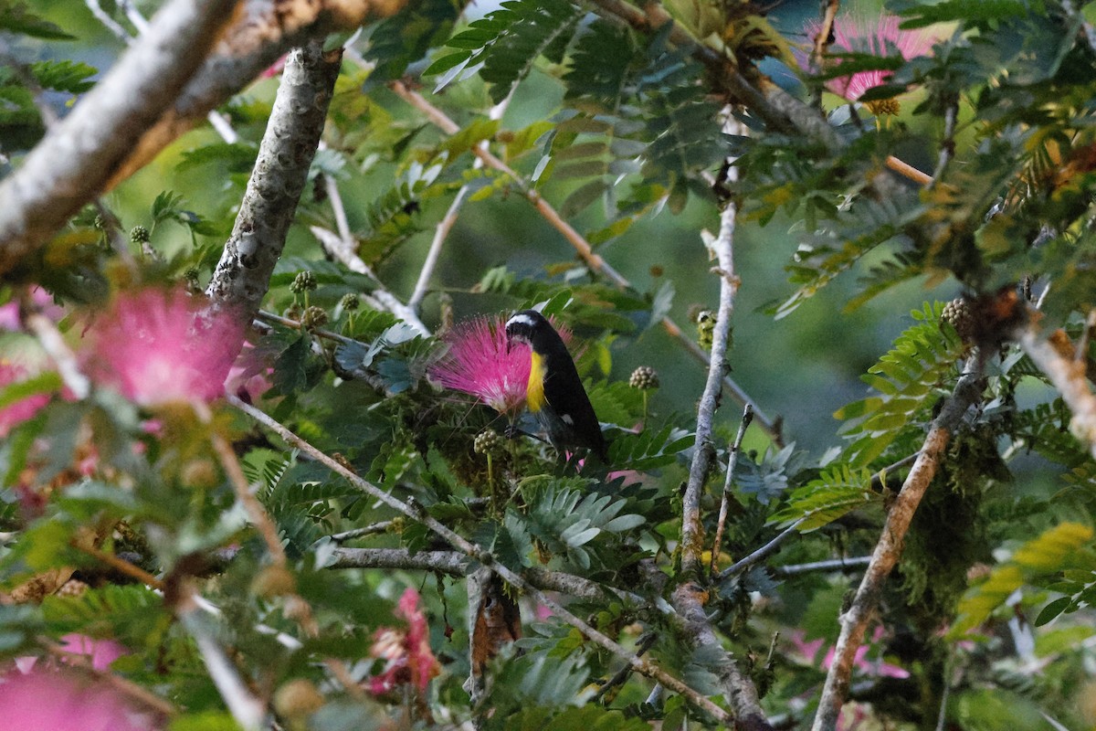 Bananaquit - ML644260395