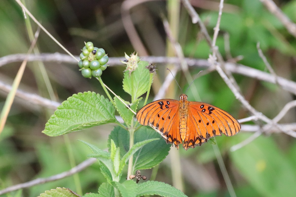 Gulf Fritillary - ML644260396