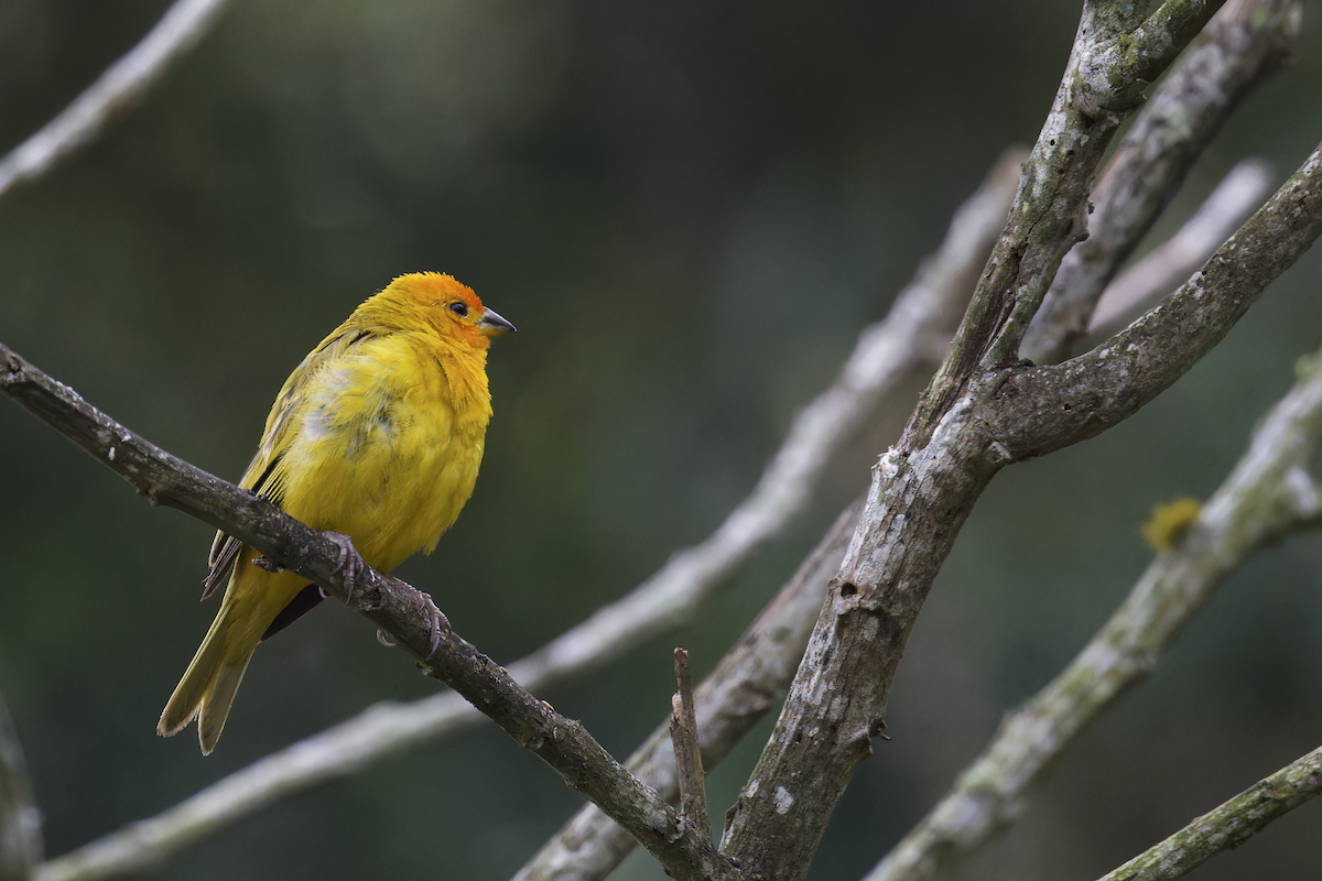 Шафрановый зерноед - ML644260397