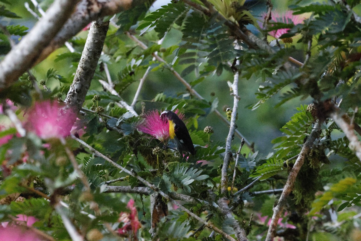 Bananaquit - ML644260399