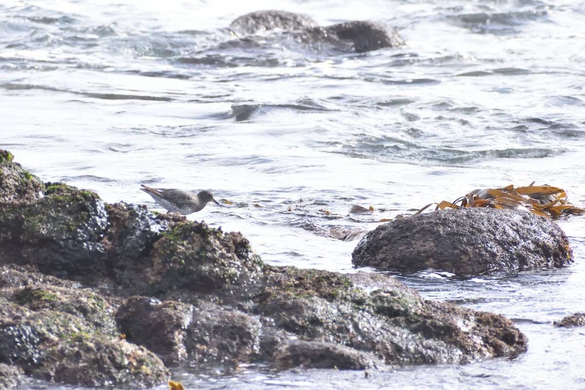 Surfbird - ML644260401