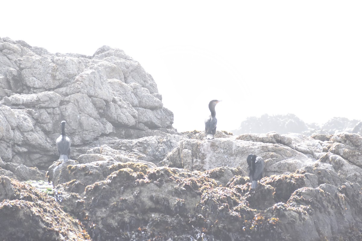 Neotropic Cormorant - ML644260403