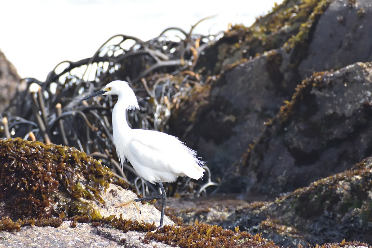 Snowy Egret - ML644260406