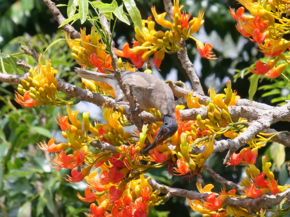 Noisy Friarbird - ML644260407