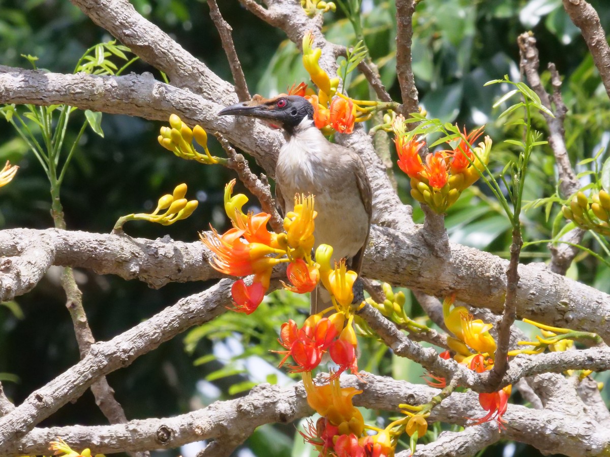 Noisy Friarbird - ML644260408