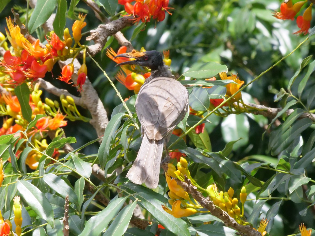 Noisy Friarbird - ML644260409