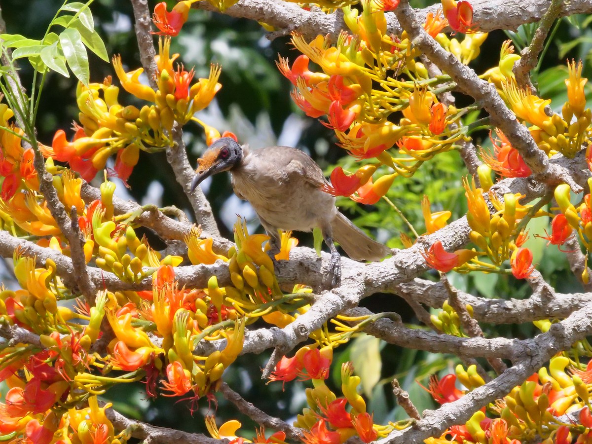 Noisy Friarbird - ML644260410