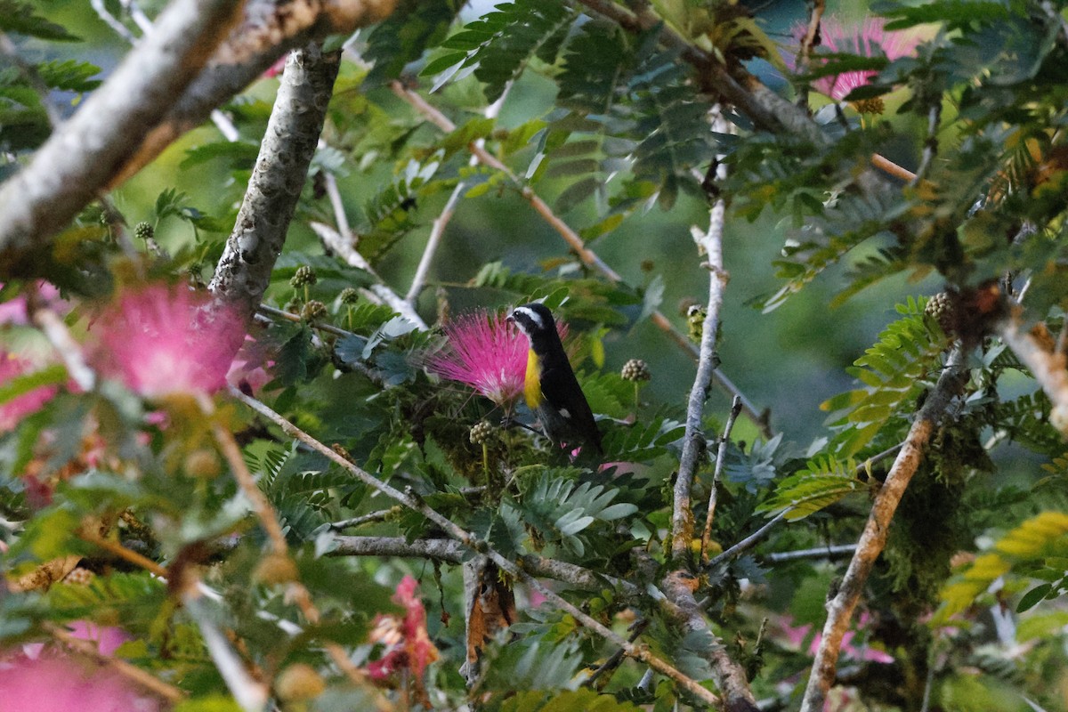 Bananaquit - ML644260423