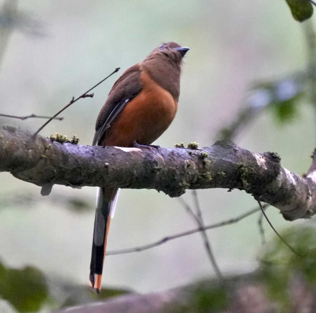 Malabar Trogon - ML644260428