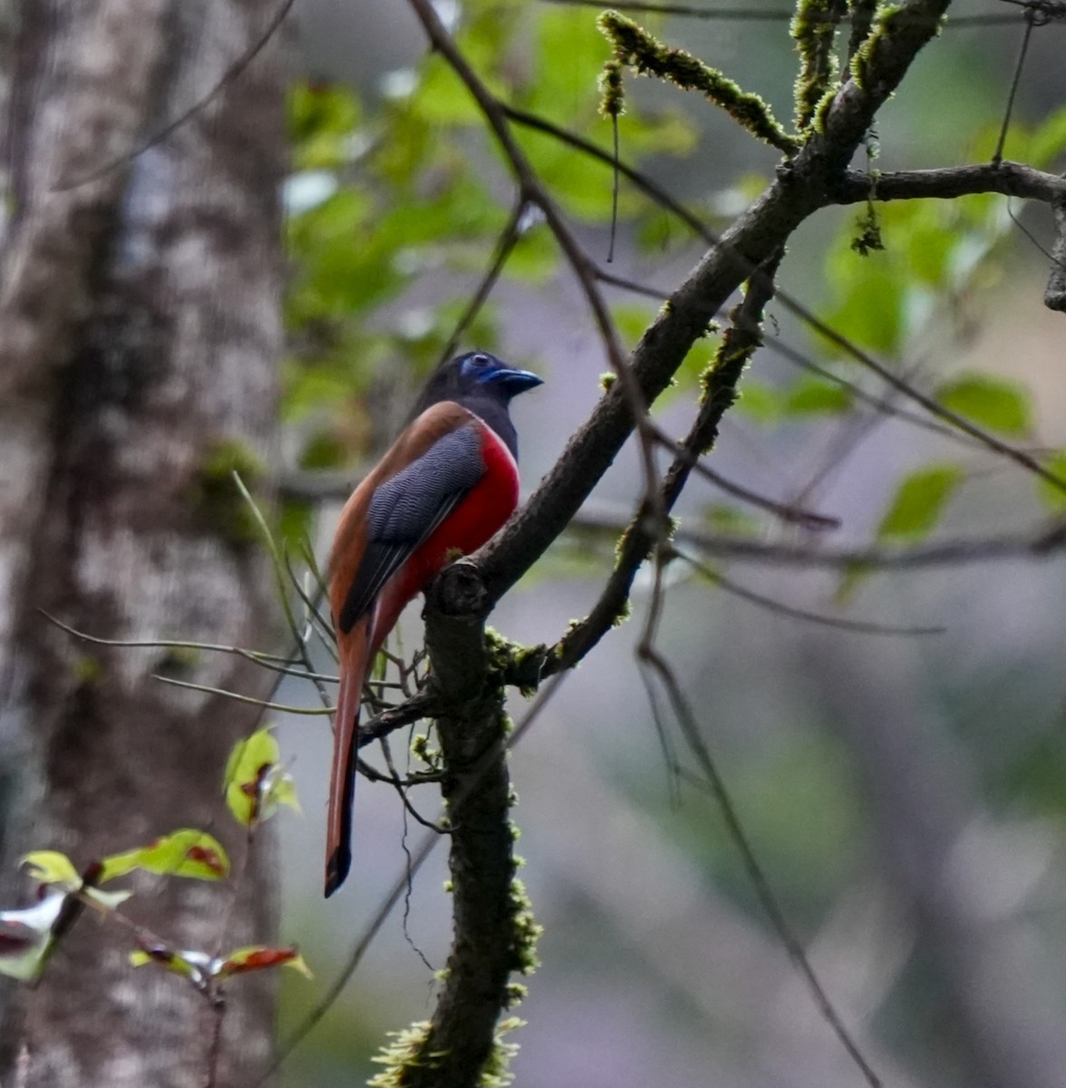 Malabar Trogon - ML644260429