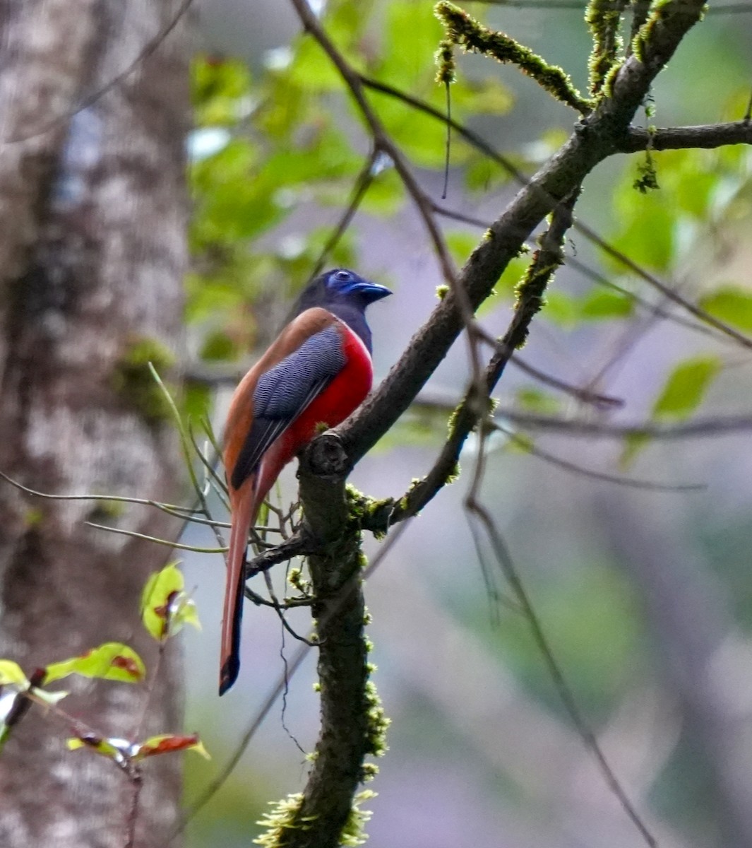 Malabar Trogon - ML644260430