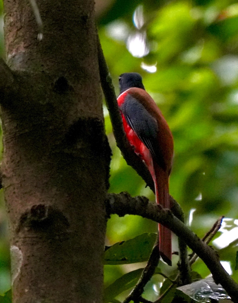 Malabar Trogon - ML644260431