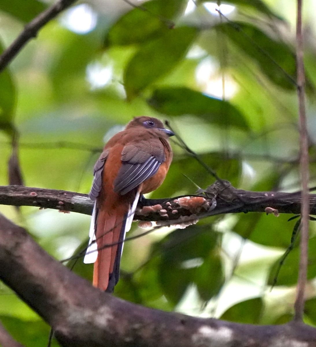 Malabar Trogon - ML644260432