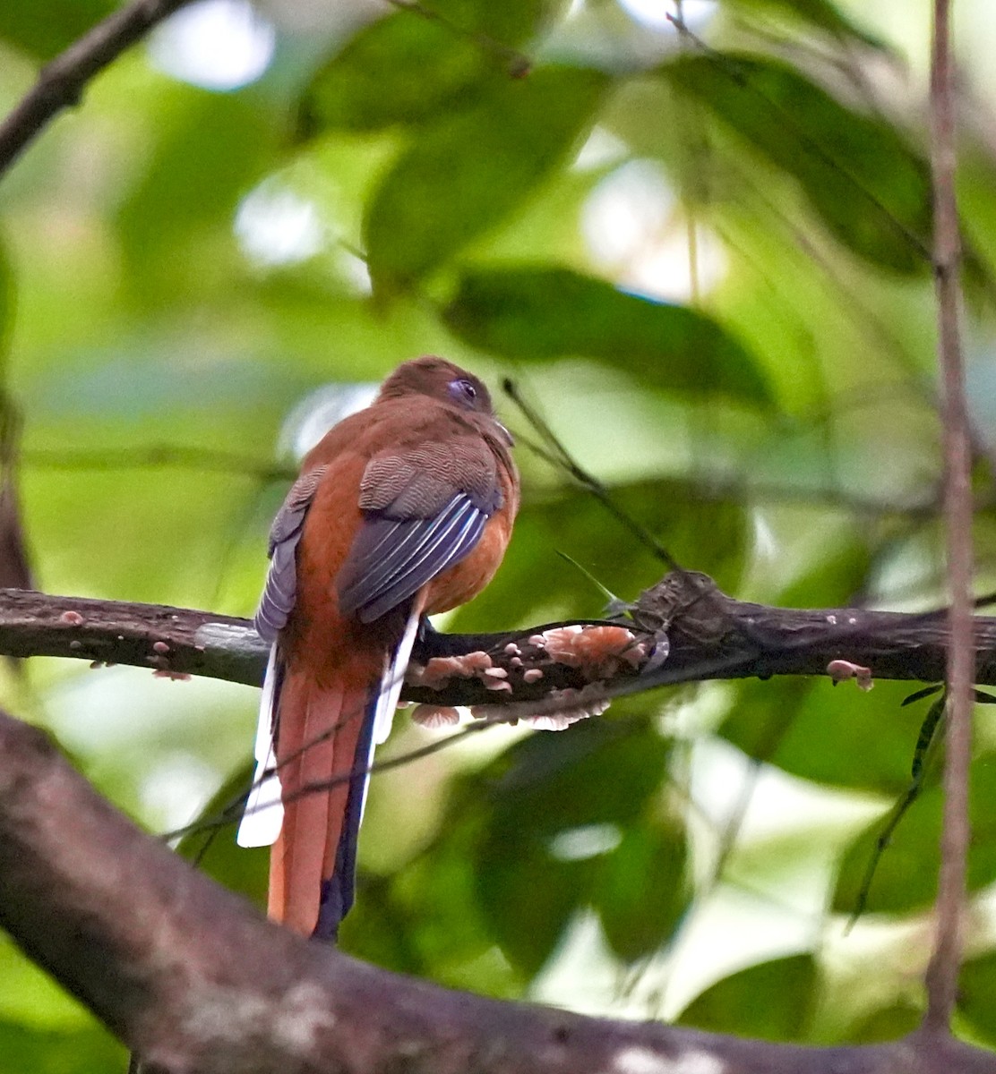 Malabar Trogon - ML644260433