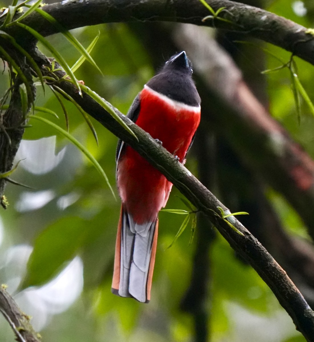 Malabar Trogon - ML644260434