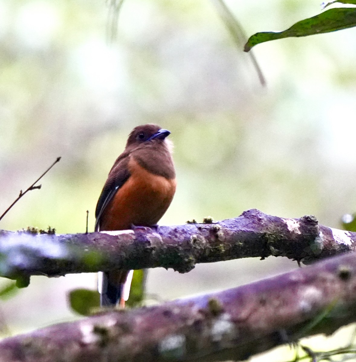 Malabar Trogon - ML644260435