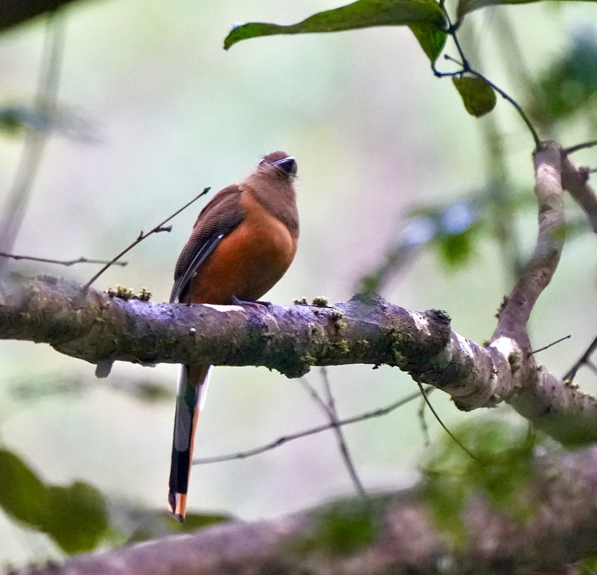 Malabar Trogon - ML644260436