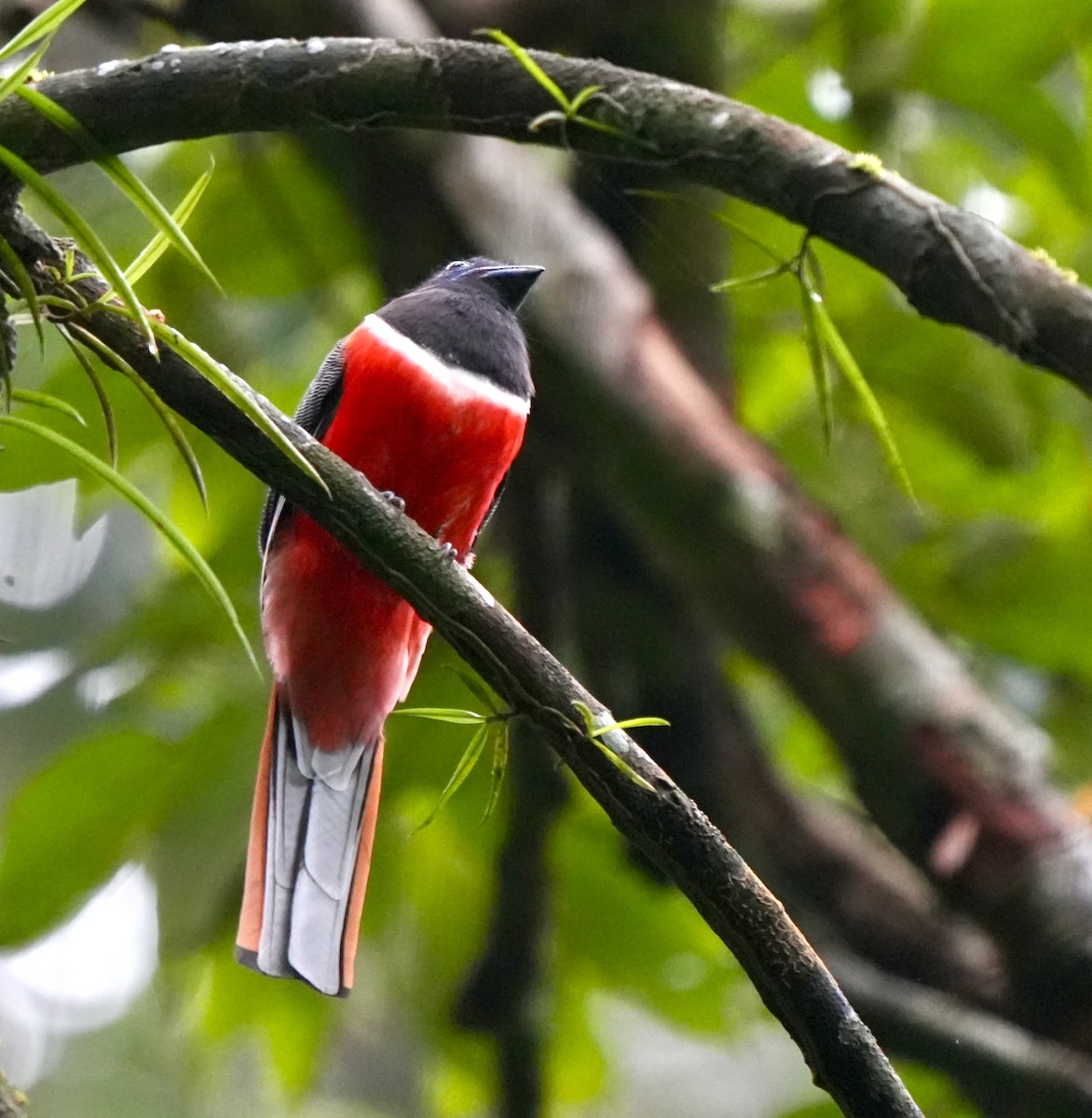 Malabar Trogon - ML644260437