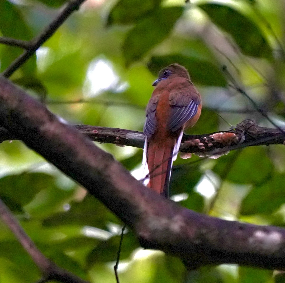 Malabar Trogon - ML644260438