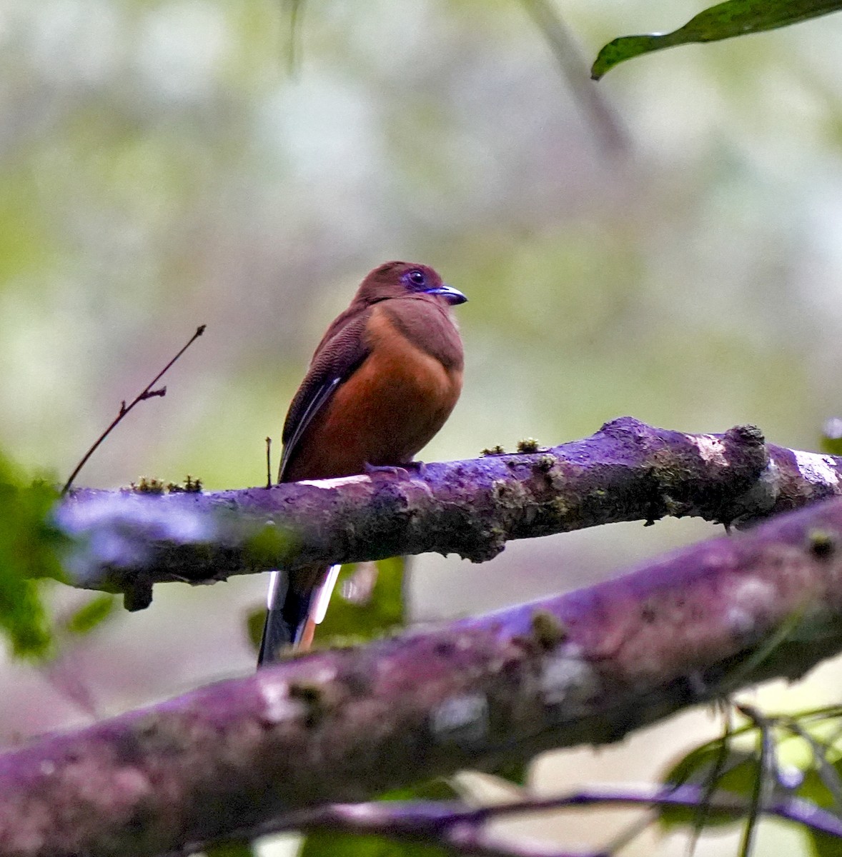Malabar Trogon - ML644260439