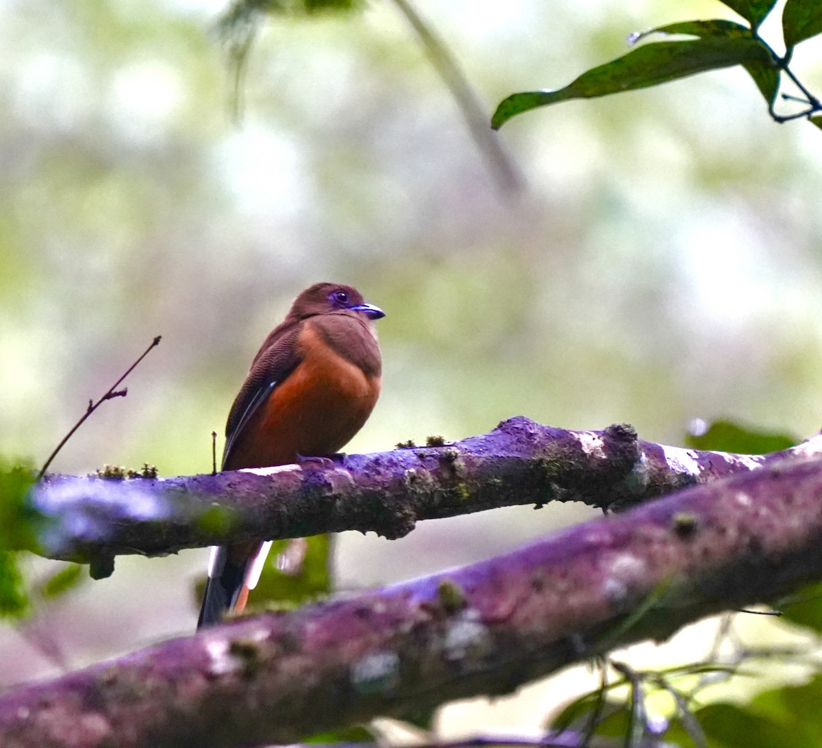 Malabar Trogon - ML644260440