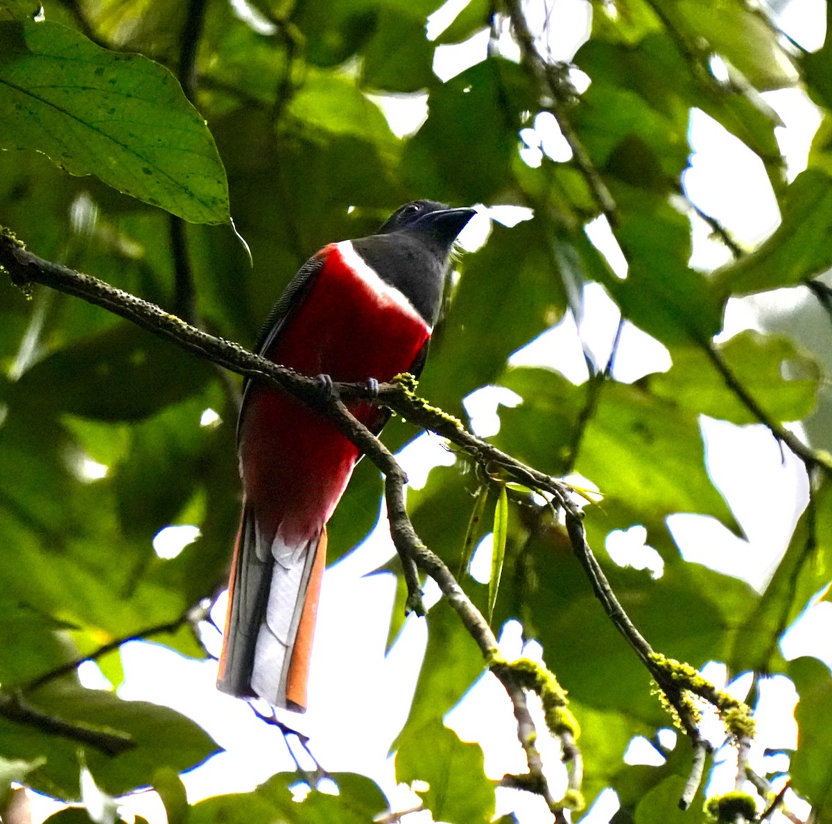 Malabar Trogon - ML644260441