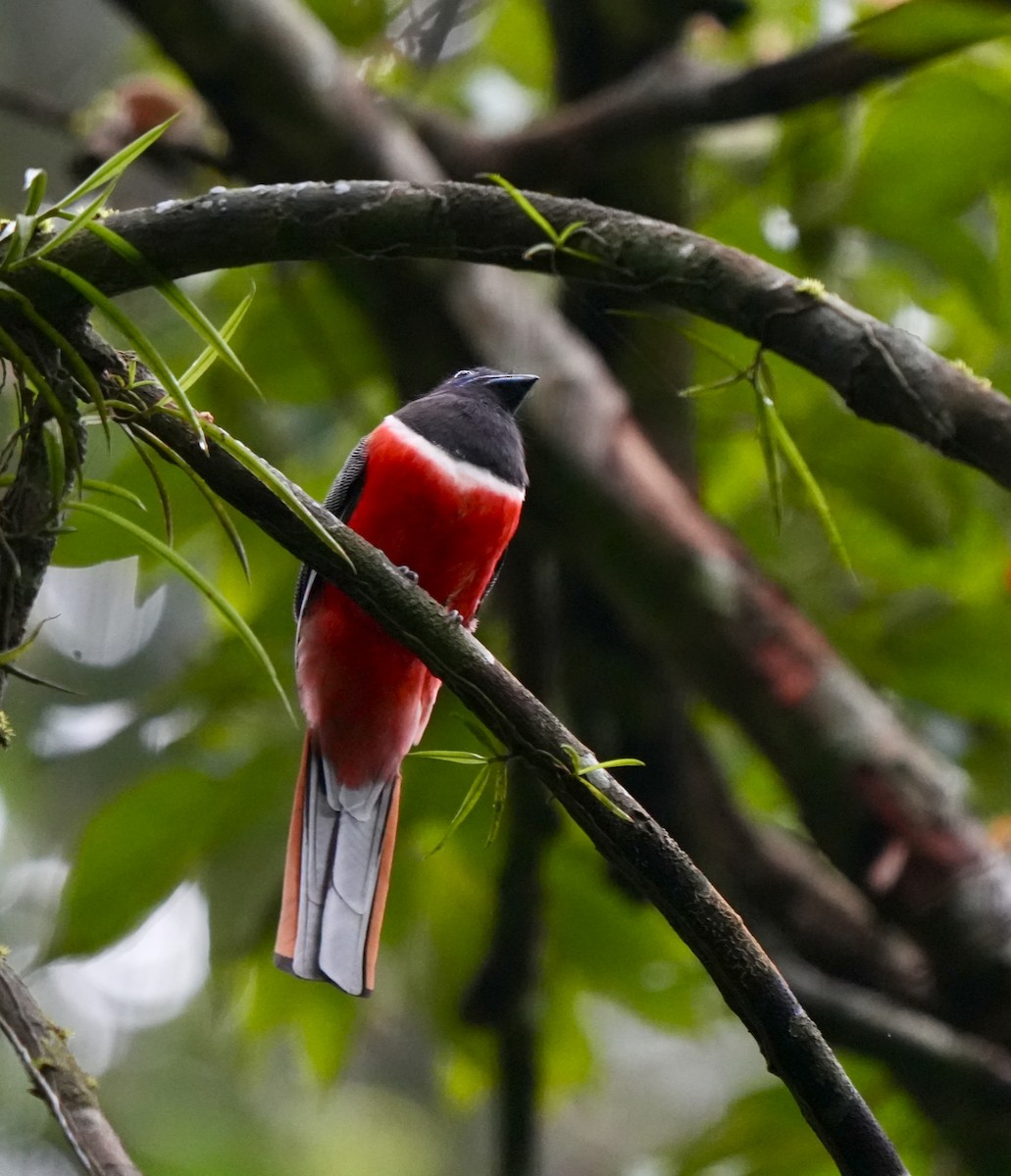 Malabar Trogon - ML644260442