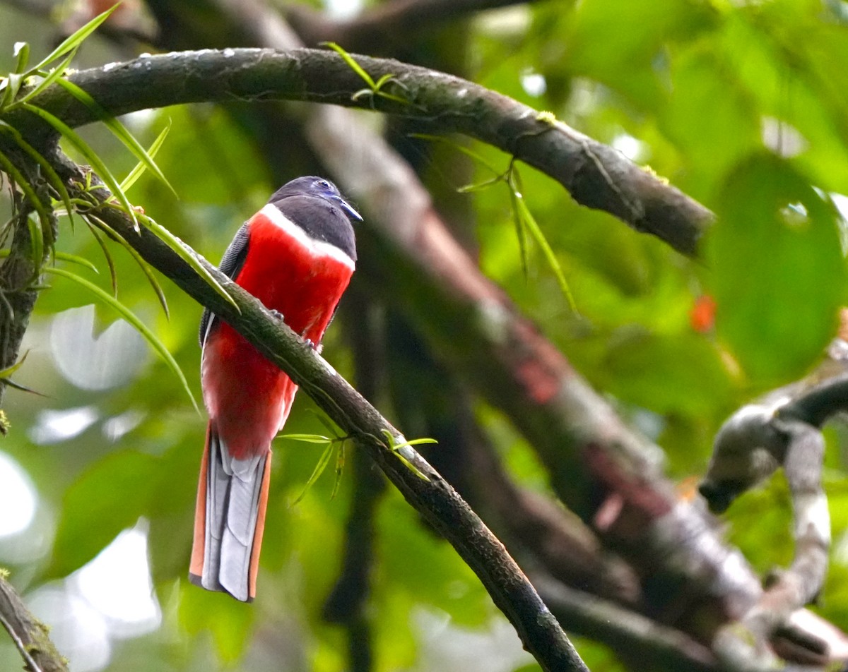 Malabar Trogon - ML644260443