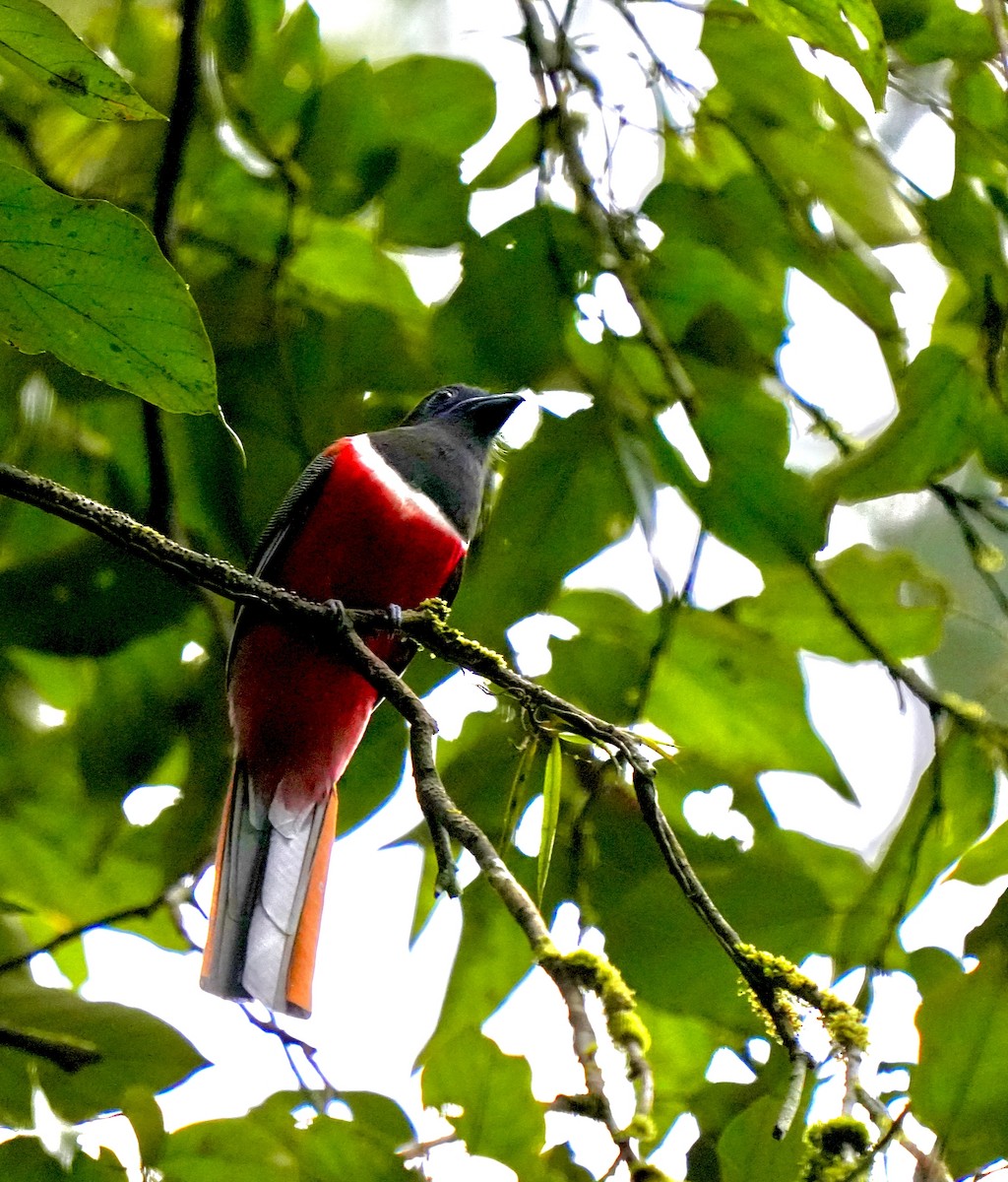 Malabar Trogon - ML644260444