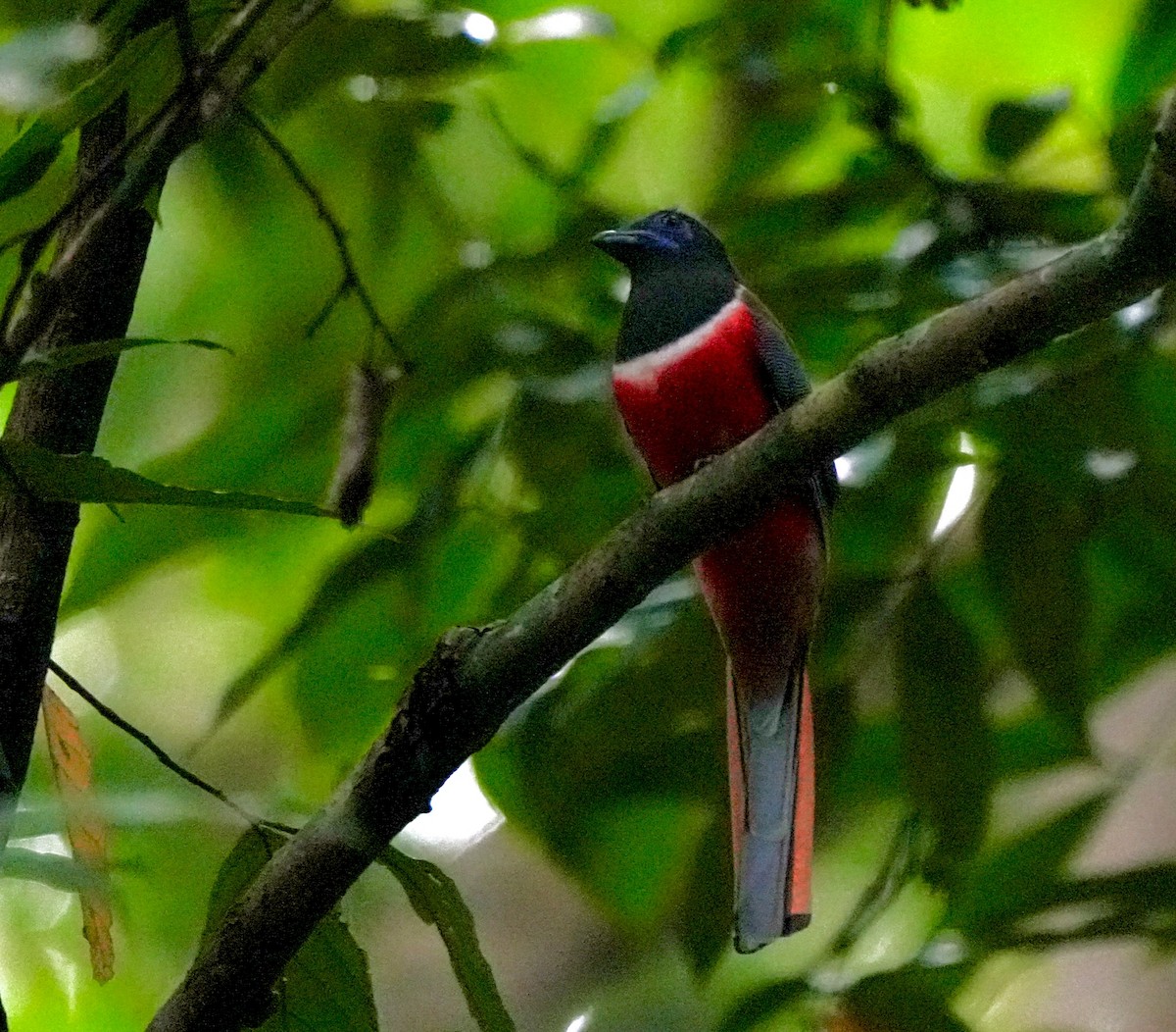 Malabar Trogon - ML644260445