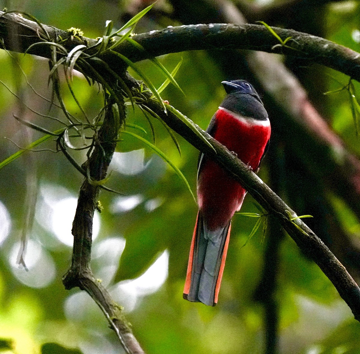 Malabar Trogon - ML644260446
