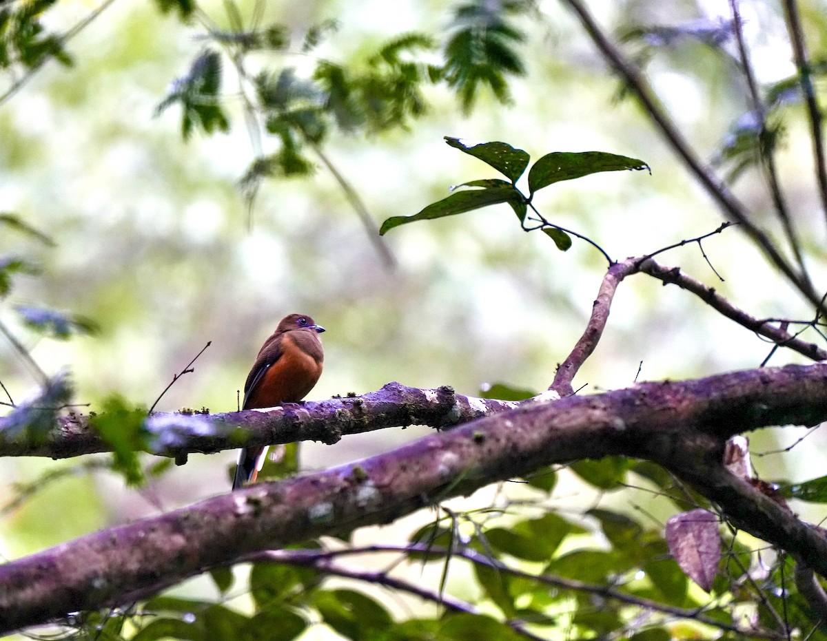 Malabar Trogon - ML644260448