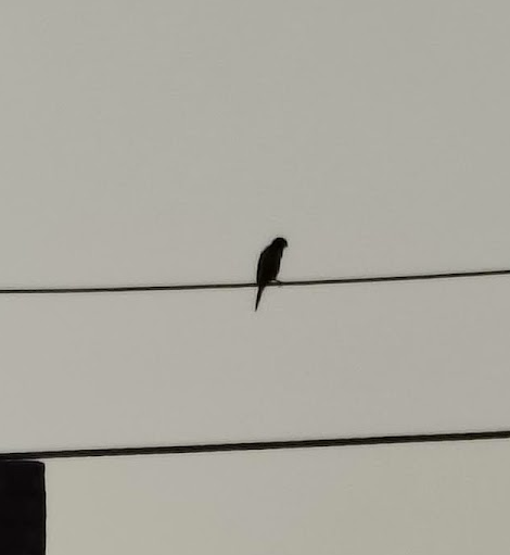 Indian Silverbill - ML644260450