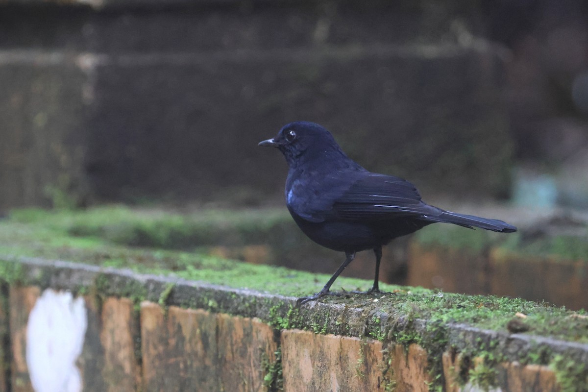 White-tailed Robin - ML644260454