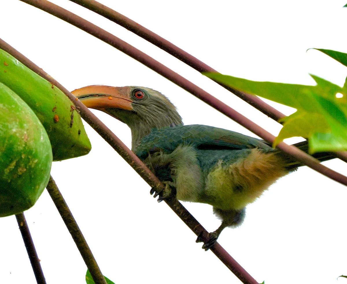 Malabar Gray Hornbill - ML644260455