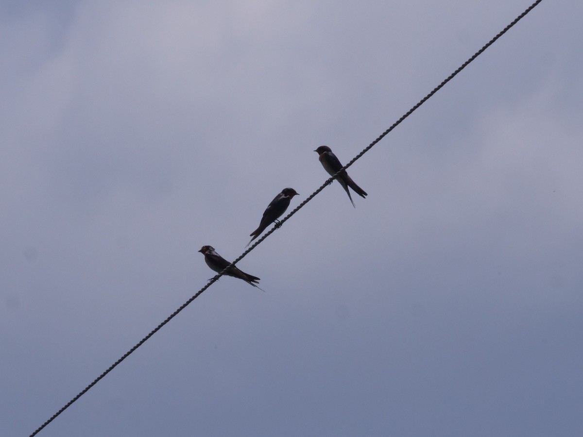 Welcome Swallow - ML644260457