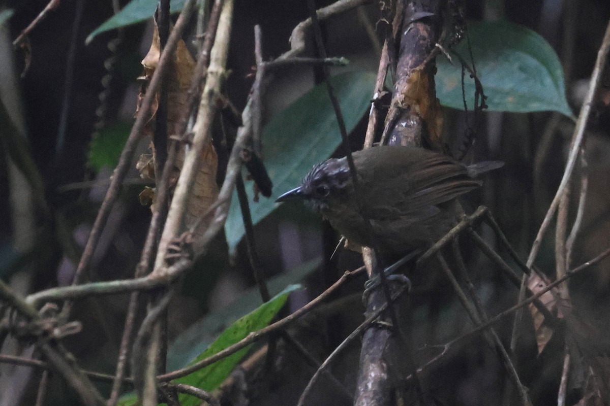 Gray-throated Babbler - ML644260458