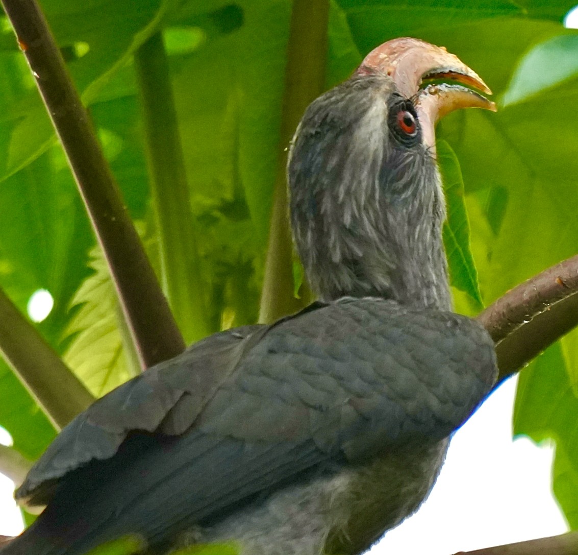 Malabar Gray Hornbill - ML644260462