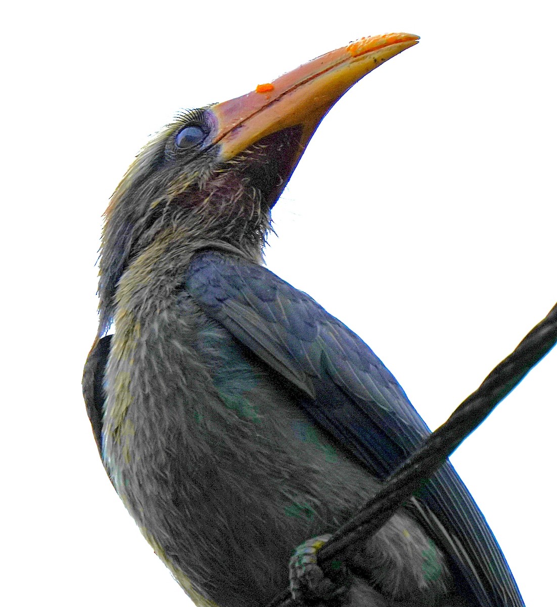 Malabar Gray Hornbill - ML644260463