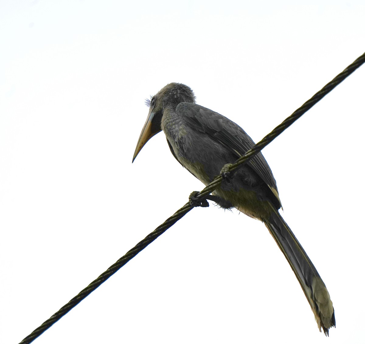 Malabar Gray Hornbill - ML644260464