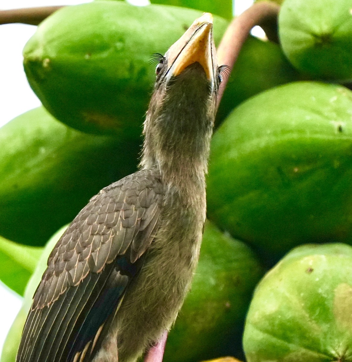 Malabar Gray Hornbill - ML644260465