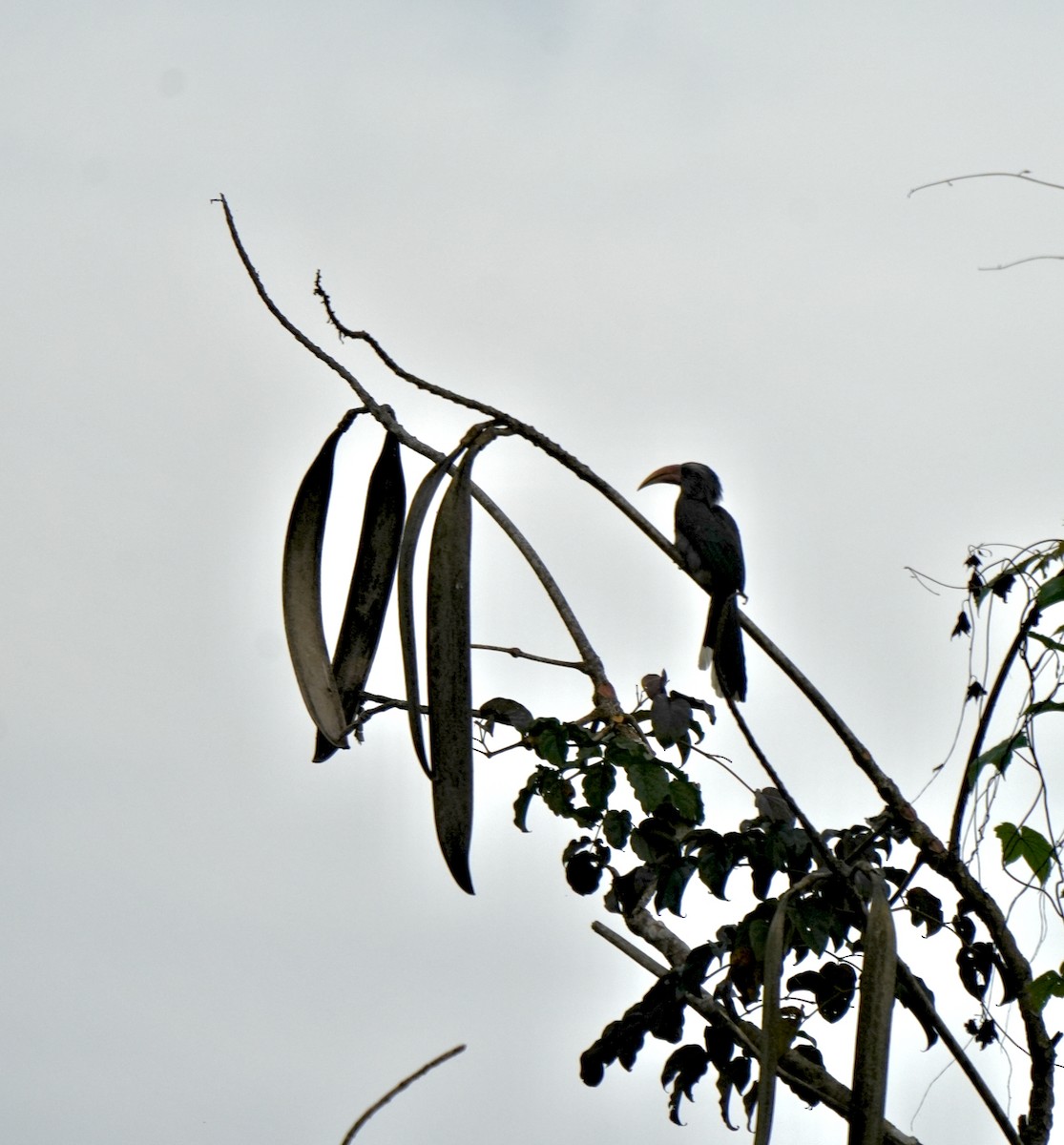 Malabar Gray Hornbill - ML644260466