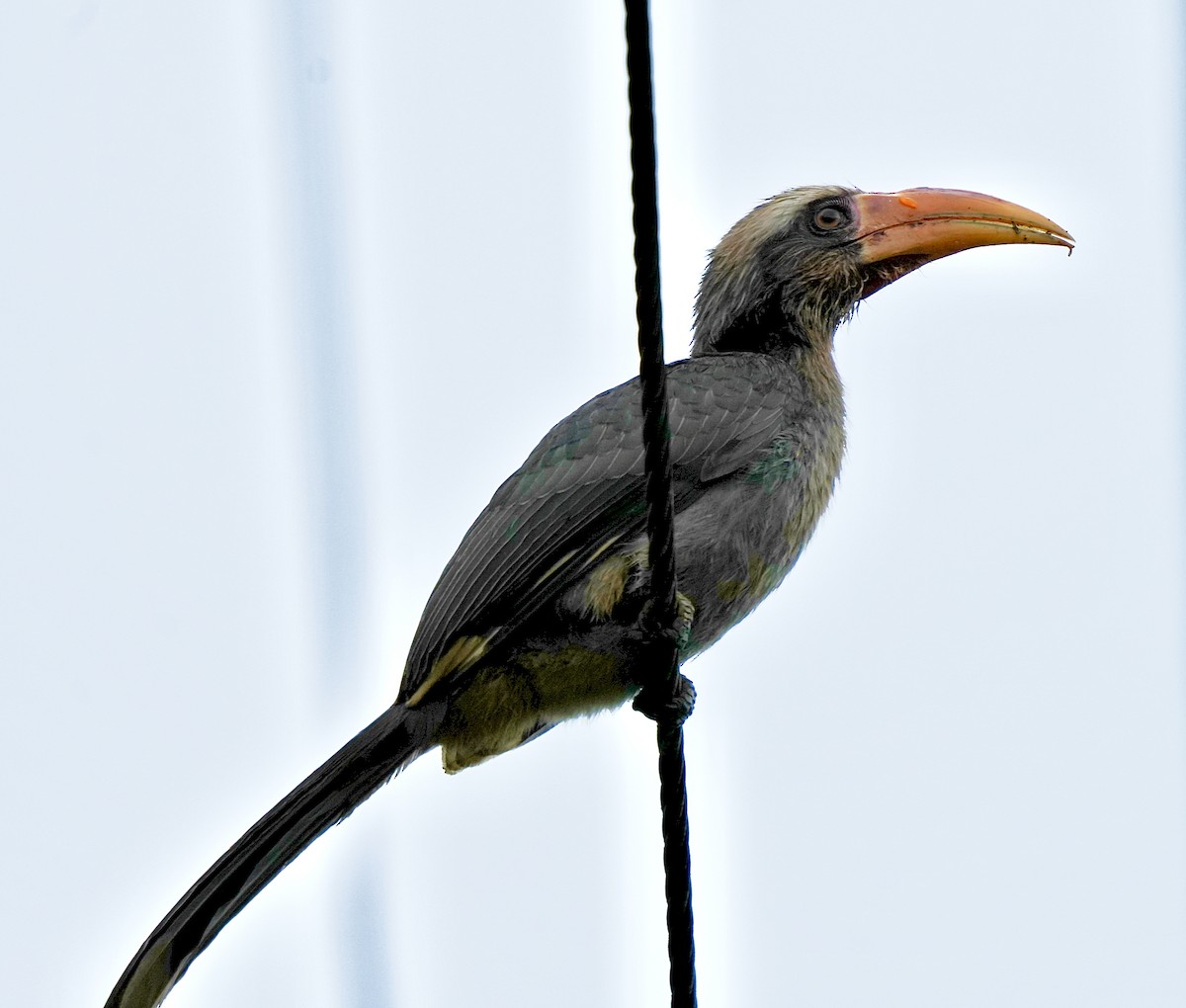 Malabar Gray Hornbill - ML644260467