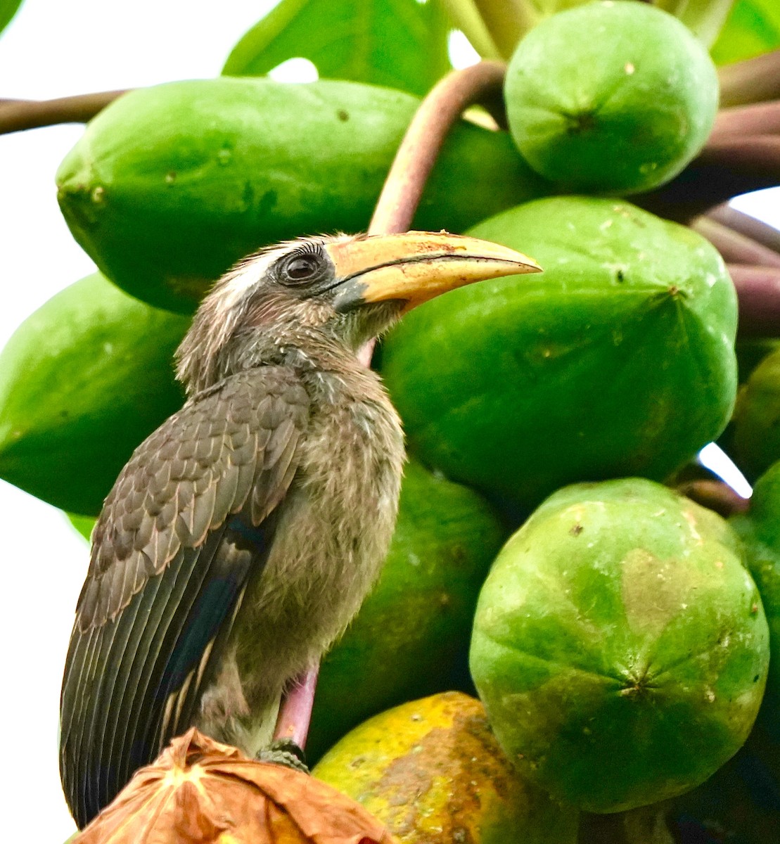 Malabar Gray Hornbill - ML644260468